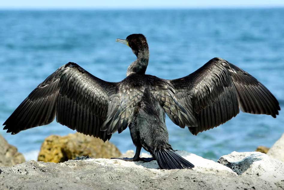 Cormorants on the Black sea