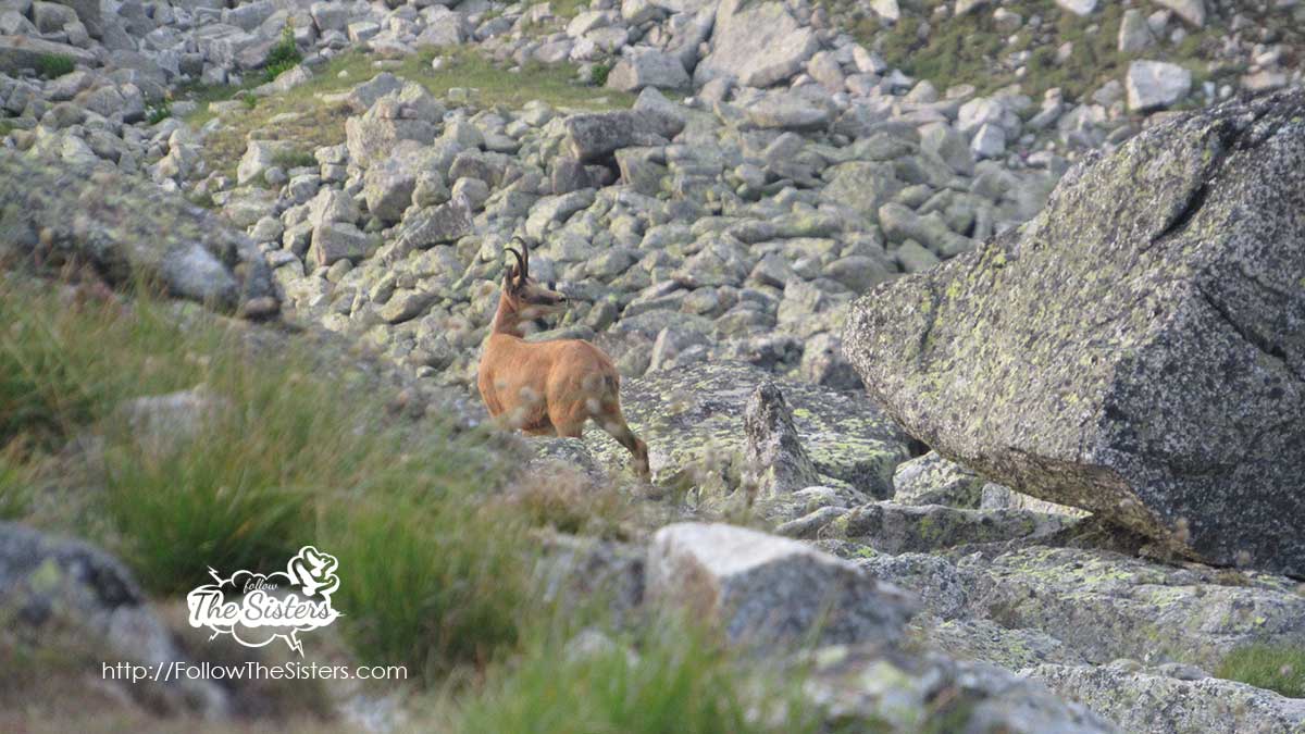 Discovering new wild friends in Mount Rila
