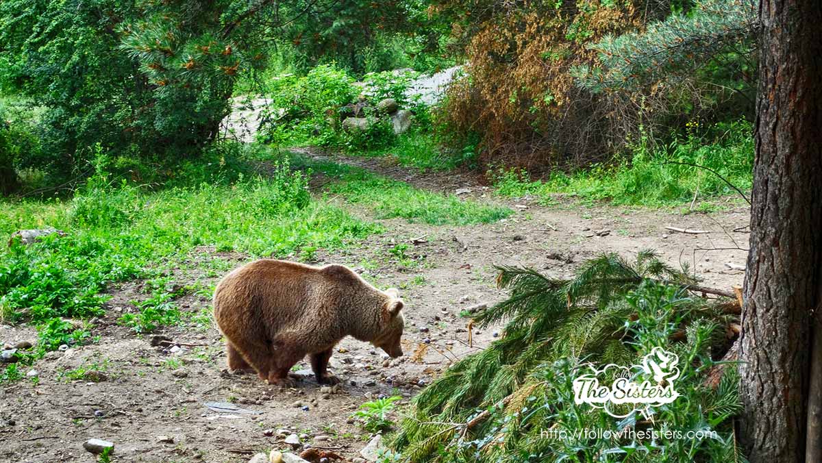 One of the bears in Belitsa