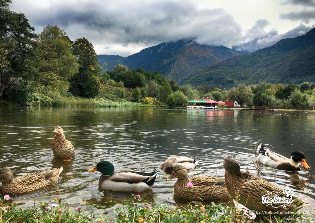 the ducks in park Rila, Dupnitsa