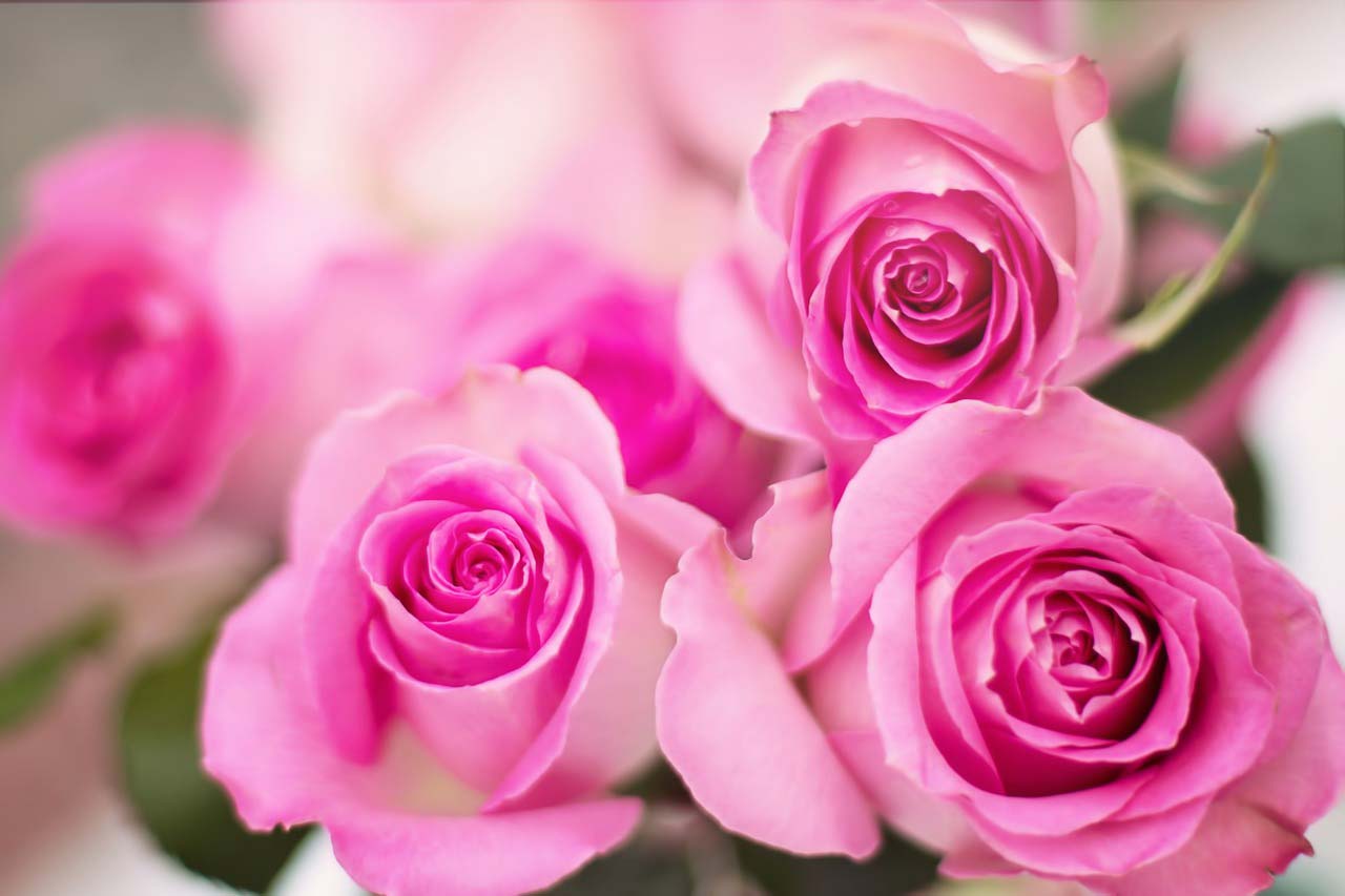 Send pink roses bulgarian girl friend