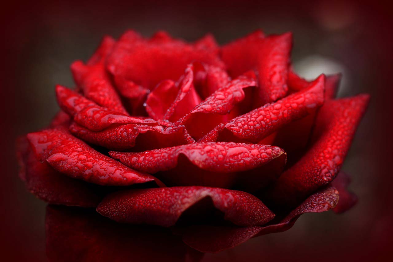 Sending red roses to bulgarian girlfriend