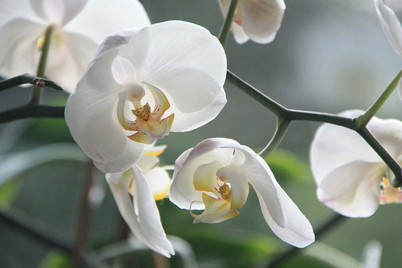 Sending white orchids